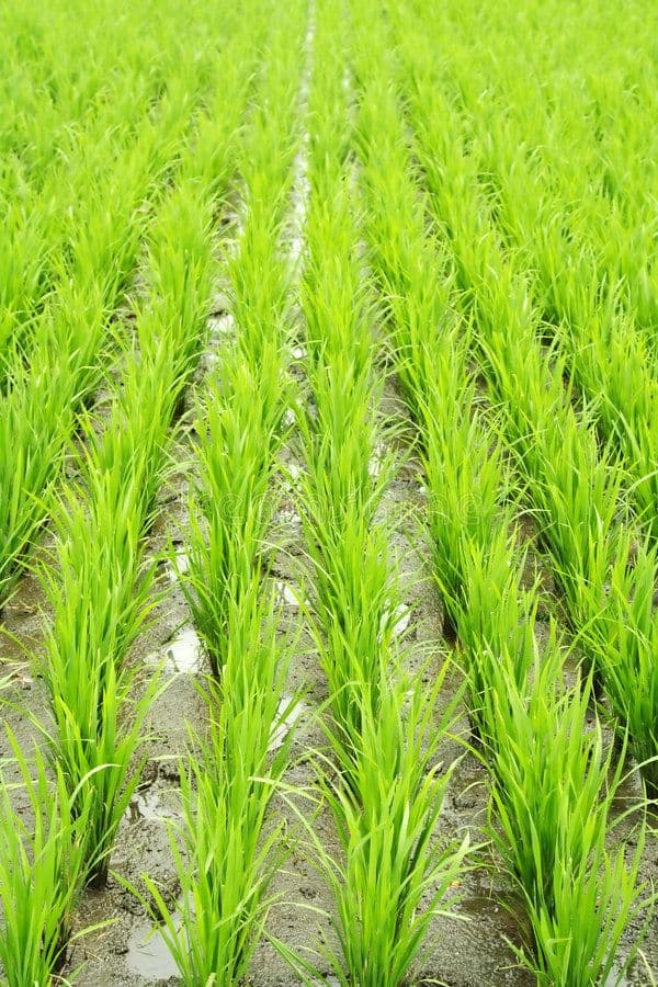 Rice field